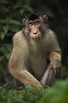 Pig-tailed Macaque (Macaca nemestrina) juvenile male, Gunung Leuser National Park, Sumatra, Indonesia