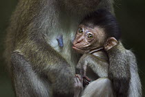 Long-tailed Macaque (Macaca fascicularis) baby nursing, Gunung Leuser National Park, Sumatra, Indonesia