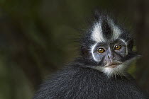North Sumatran Leaf Monkey (Presbytis thomasi) female, Gunung Leuser National Park, Sumatra, Indonesia