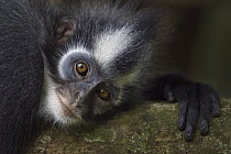 North Sumatran Leaf Monkey (Presbytis thomasi) female, Gunung Leuser National Park, Sumatra, Indonesia