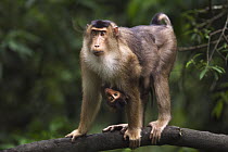Pig-tailed Macaque (Macaca nemestrina) female standing on a branch with her baby under her belly, Gunung Leuser National Park, Sumatra, Indonesia
