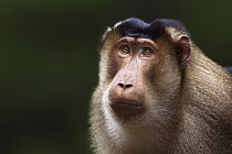 Pig-tailed Macaque (Macaca nemestrina) male, Gunung Leuser National Park, Sumatra, Indonesia