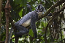 North Sumatran Leaf Monkey (Presbytis thomasi) female resting in a tree, Gunung Leuser National Park, Sumatra, Indonesia
