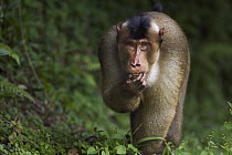 Pig-tailed Macaque (Macaca nemestrina) male feeding, Gunung Leuser National Park, Sumatra, Indonesia