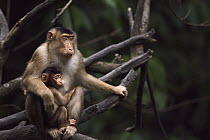 Pig-tailed Macaque (Macaca nemestrina) female with her nursing baby, Gunung Leuser National Park, Sumatra, Indonesia