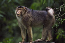 Pig-tailed Macaque (Macaca nemestrina) female, Gunung Leuser National Park, Sumatra, Indonesia