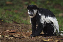 Mantled Colobus (Colobus guereza) young male ingesting soil for its salts and minerals, Kakamega Forest Reserve, Kenya