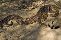 Asian Rock Python (Python molurus) at burrow, Keoladeo National Park, Barathpur, India