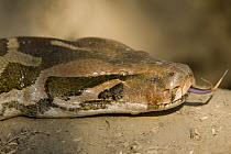 Asian Rock Python (Python molurus) flicking tongue, Keoladeo National Park, Barathpur, India