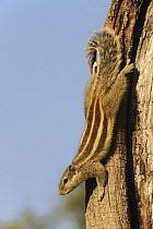 Indian Palm Squirrel (Funambulus palmarum), Keoladeo National Park, Barathpur, India