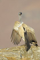 Cape Vulture (Gyps coprotheres), Giant's Castle National Park, South Africa