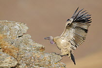 Cape Vulture (Gyps coprotheres), Giant's Castle National Park, South Africa