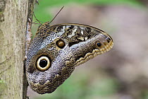 Fruhstorfer's Owl-Butterfly (Caligo oedipus) feeding on tree sap exuding from scratches made by an Ocelot (Leopardus pardalis), Soberania National Park, Gamboa, Panama