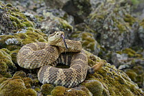 Northern Pacific Rattlesnake (Crotalus oreganus oreganus) flicking tongue in defensive posture, Barker Canyon Road, Grand Coulee, Grant County, Washington