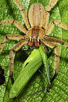 Rusty Wandering Spider (Cupiennius getazi) female eating a katydid, Sierra Llorona Lodge, Santa Rita Arriba, Panama