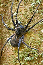 Wandering Spider (Ctenus sp) female, Sierra Llorona Lodge, Santa Rita Arriba, Panama