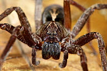 Wandering Spider (Ctenus sp) female, Sierra Llorona Lodge, Santa Rita Arriba, Panama
