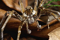 Bogota Fishing Spider (Ancylometes bogotensis) male, Sierra Llorona Lodge, Santa Rita Arriba, Panama