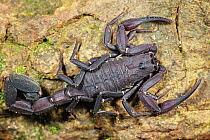 Thick-tailed Scorpion (Tityus pachyurus) a venomous species, Sierra Llorona Lodge, Santa Rita Arriba, Panama