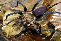 Funnel-web Tarantula (Linothele sp) missing parts of legs, Sierra Llorona Lodge, Santa Rita Arriba, Panama
