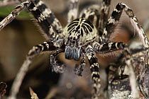 Wandering Spider (Ctenus sp) male, Sierra Llorona Lodge, Santa Rita Arriba, Panama