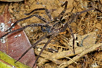 Wandering Spider (Ctenus sp), Sierra Llorona Lodge, Santa Rita Arriba, Panama