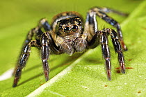 Jumping Spider (Corythalia opima), Sierra Llorona Lodge, Santa Rita Arriba, Panama