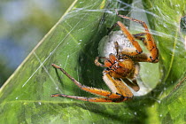 Rusty Wandering Spider (Cupiennius getazi) female tending her egg sac, Sierra Llorona Lodge, Santa Rita Arriba, Panama
