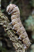 Ello Sphinx Moth (Erinnyis ello) caterpillar, Sierra Llorona Lodge, Santa Rita Arriba, Panama