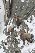 Bighorn Sheep (Ovis canadensis) rams and a female on snowy cliff face, Glacier National Park, Montana
