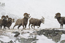 Bighorn Sheep (Ovis canadensis) rams pursuing ewe in snowstorm, Glacier National Park, Montana