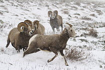 Bighorn Sheep (Ovis canadensis) rams chasing ewe downhill in snow, Glacier National Park, Montana