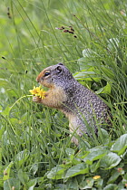 Columbian Ground Squirrel (Spermophilus columbianus) feeding on flower head, Glacier National Park, Montana