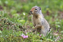 Columbian Ground Squirrel (Spermophilus columbianus), Glacier National Park, Montana