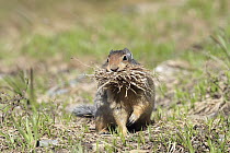 Columbian Ground Squirrel (Spermophilus columbianus) carrying nesting material, Glacier National Park, Montana