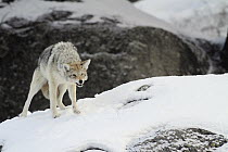 Coyote (Canis latrans) snarling in snow, Yellowstone National Park, Montana