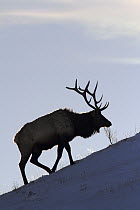 Elk (Cervus elaphus) bull, Yellowstone National Park, Montana