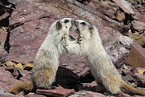 Hoary Marmot (Marmota caligata) pair playing, Glacier National Park, Montana