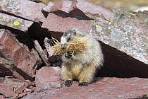 Hoary Marmot (Marmota caligata) carrying nesting material, Glacier National Park, Montana