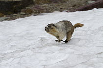 Hoary Marmot (Marmota caligata) running over snow, Glacier National Park, Montana
