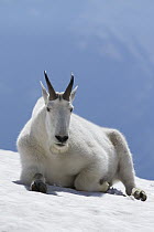 Mountain Goat (Oreamnos americanus), Glacier National Park, Montana