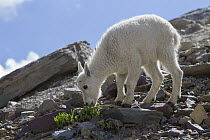Mountain Goat (Oreamnos americanus) kid browsing on vegetation, Glacier National Park, Montana