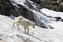 Mountain Goat (Oreamnos americanus) kid on snowfield with runoff in background, Glacier National Park, Montana