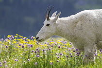 Mountain Goat (Oreamnos americanus) feeding on wildflowers, Glacier National Park, Montana