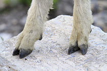 Mountain Goat (Oreamnos americanus) cloven hooves showing dewclaw used for climbing, Glacier National Park, Montana