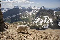 Mountain Goat (Oreamnos americanus) walking along talus in mountains, Glacier National Park, Montana
