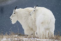 Mountain Goat (Oreamnos americanus) males in snow, Glacier National Park, Montana