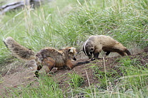 Red Fox (Vulpes vulpes) fighting with an intruding American Badger (Taxidea taxus) at entrance to burrow, Yellowstone National Park, Montana. Sequence 2 of 3, Yellowstone National Park, Montana