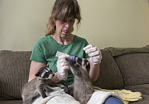 Raccoon (Procyon lotor) orphans in foster home being fed by volunteer Shelly Ross, WildCare, San Rafael, California