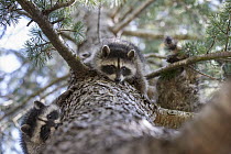 Raccoon (Procyon lotor) orphaned babies learning to climb tree, WildCare Wildlife Rehabilitation Center, San Rafael, California